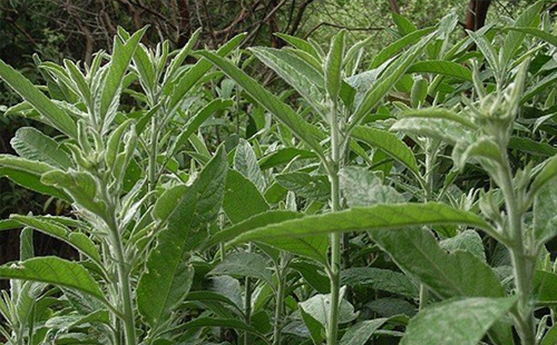 中藥艾納香根的圖片形態(tài)及其功效與作用！